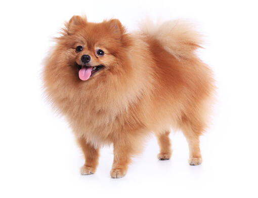 Pomerania