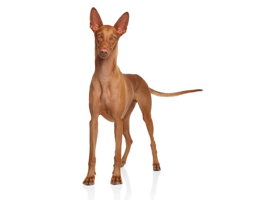 Perro del faraón