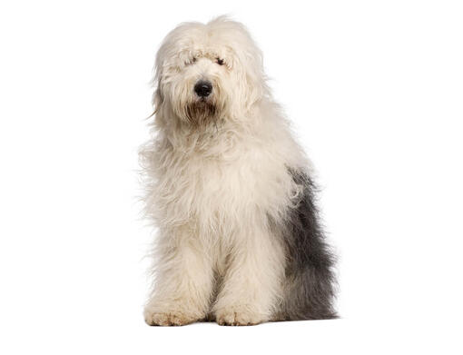 Bobtail (antiguo perro pastor inglés)