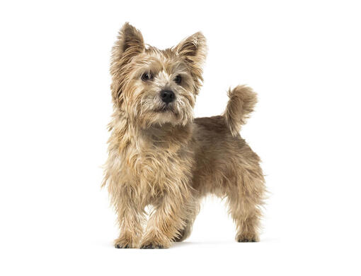 Terrier de Norwich (Norwich terrier)