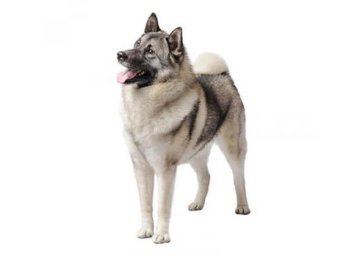 Cazador de alces noruego (elkhound noruego)