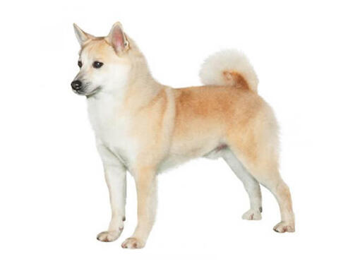 Buhund noruego