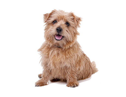 Terrier de Norfolk (Norfolk Terrier)