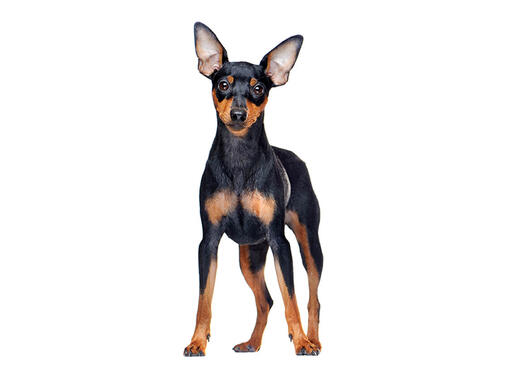 Información sobre la raza perro Pinscher miniatura | Purina