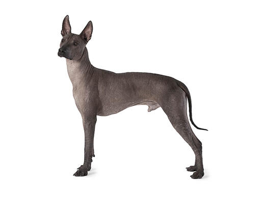 Xoloitzcuintle (mediano)