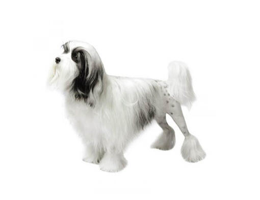 Lowchen (pequeño perro león)