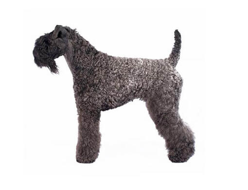 Kerry blue Terrier