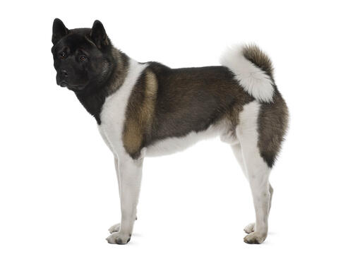 Akita japonés