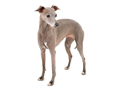 Galgo italiano