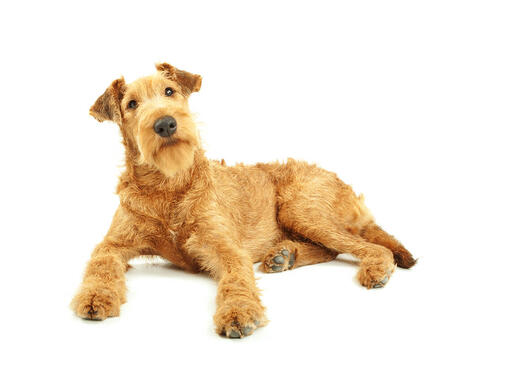 Terrier irlandés