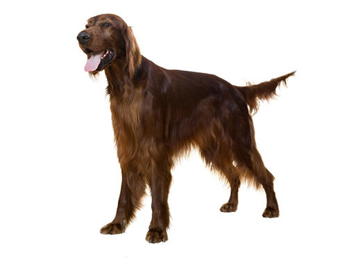 Setter irlandés