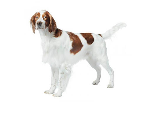 Setter irlandés rojo y blanco
