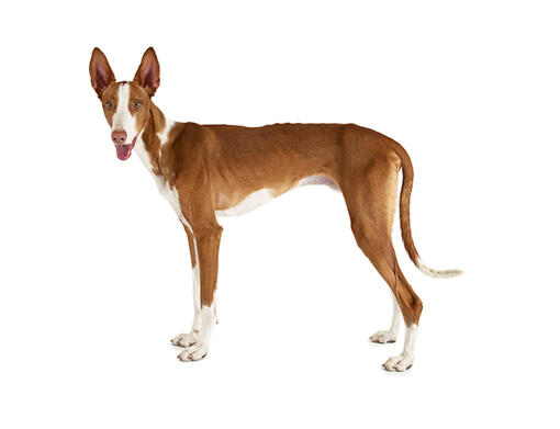 Podenco ibicenco (de pelo corto y liso)