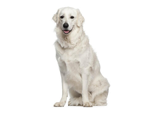 Kuvasz húngaro