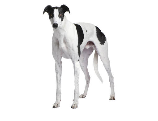 sobre la raza de Galgo | Purina ®