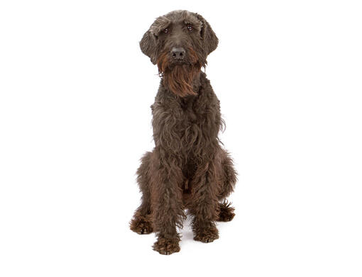 Schnauzer gigante