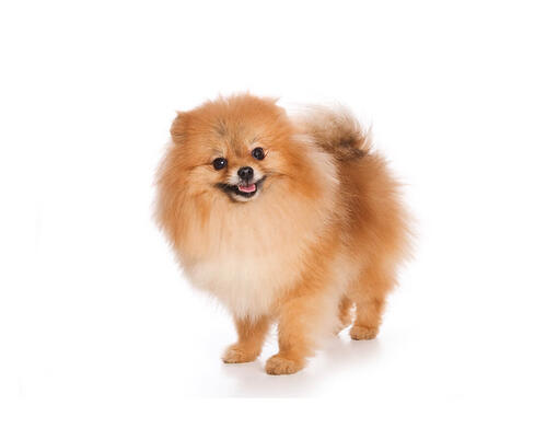 Spitz alemán pequeño