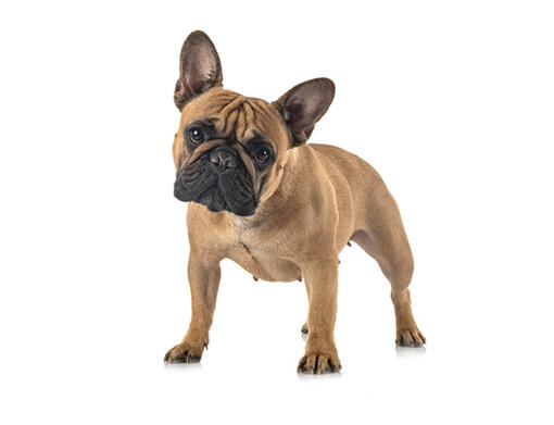 Bulldog francés
