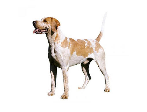 Información sobre la raza de perro Foxhound | ®