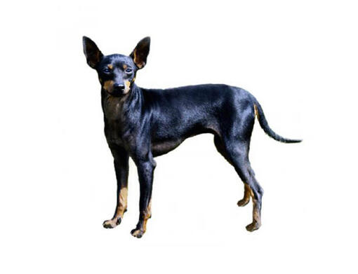 Toy Terrier inglés (negro y fuego)