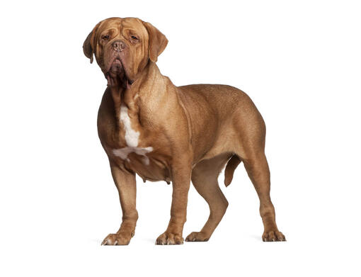Dogo de Burdeos