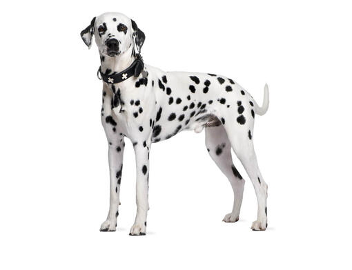 Información sobre raza de perro Dálmata | Purina ®