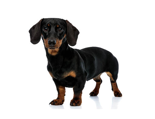 sobre la raza miniatura de pelo liso | Purina ®