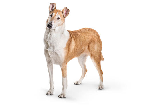 Collie de pelo corto