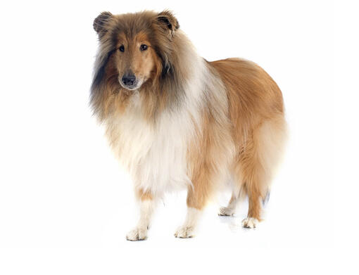 Rough Collie o Pastor Escocés