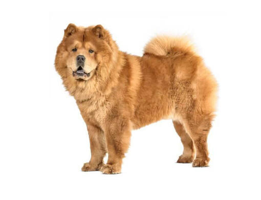 Chow Chow (de pelo suave)