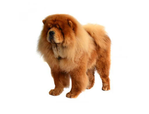 Chow chow (de pelo duro)