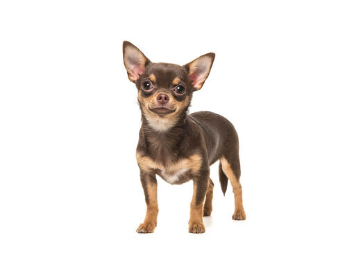 Chihuahua (de pelo suave)