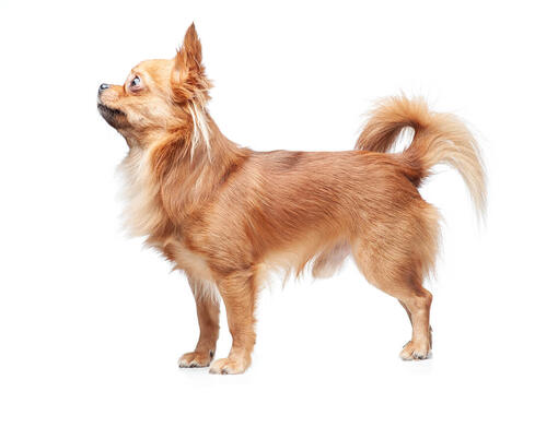 Chihuahua (de pelo largo)