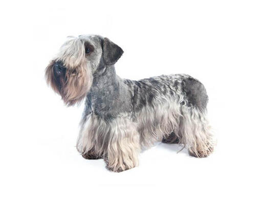 Terrier Checo