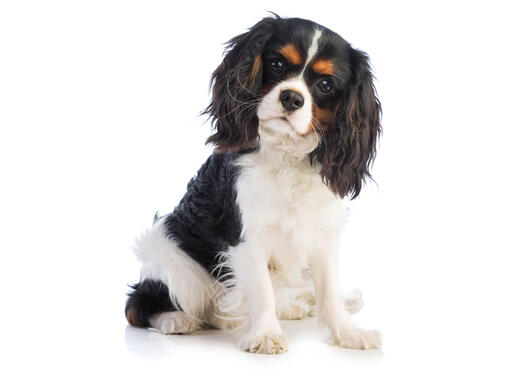 King Charles Spaniel