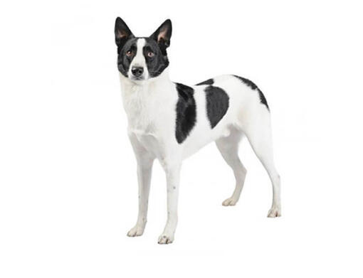 Perro de Canaán