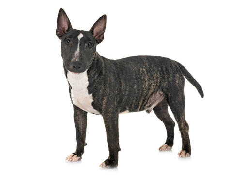 Bull Terrier miniatura