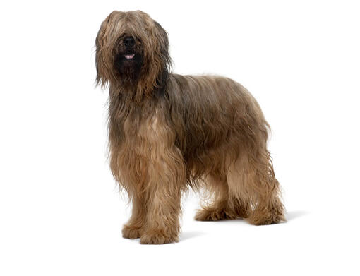 Pastor de Brie o Briard