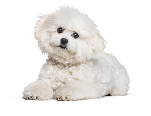 Bichón Frisé