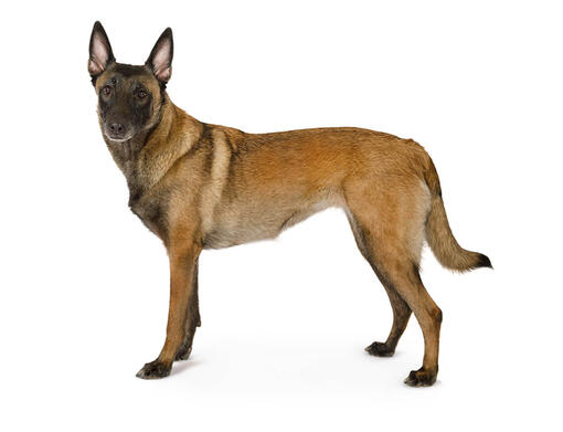 Pastor belga Malinois