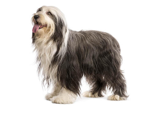 Collie barbudo