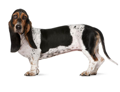 Ver a través de gráfico Convertir Información sobre la raza de perro Basset hound | Purina ®