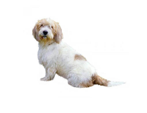Basset Grifón vandeano (pequeño)