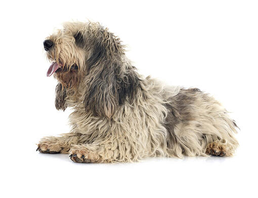 Basset Grifón vandeano (grande)