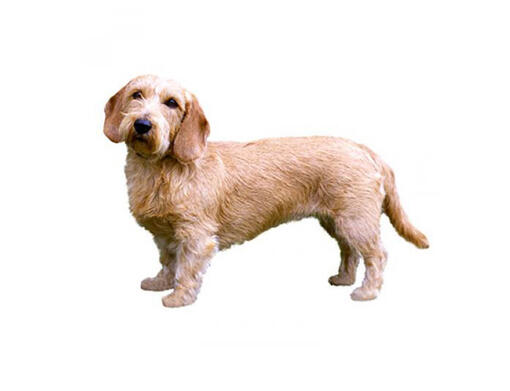 Basset leonado de Bretaña