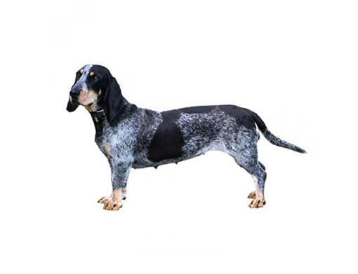 Basset Azul de Gascuña