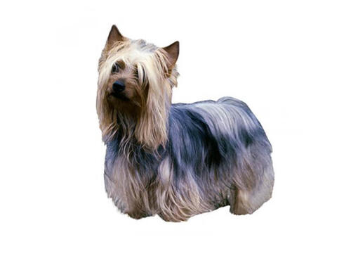 Silky Terrier australiano