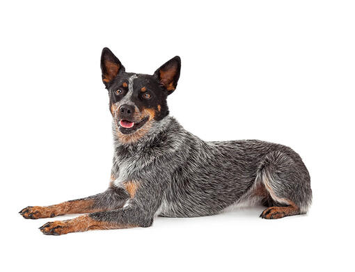 perro Pastor ganadero | Purina ®