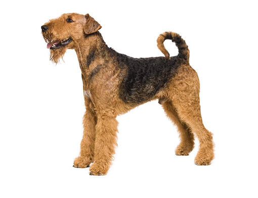 Terrier de Airedale