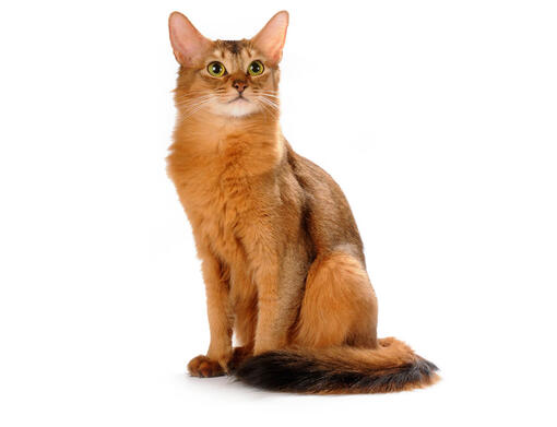 Somalí
